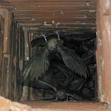 That's how chimney sweep bird removal jobs began. Are Birds Or Pests Making A Home In Your Chimney