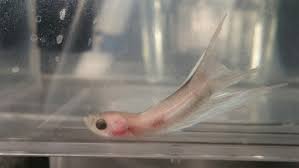 But, in unfiltered betta tanks, the poor fish are constantly swimming around in water full of ammonia. Please Help Life Or Death Betta Lying At Bottom Of Tank Curved Spine Betta Fish Forum