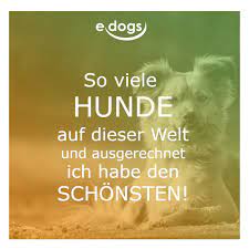 Hundeliebe Edogs Traumhund Hundezitate Hundemensch Hundespruche Zitatbilder Lustige Spruche Schone Spruche Hund Zitat Hundespruche Hundeliebe