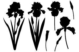 Download Flowers Irises Silhouettes Vector Irises Svg Flowers Svg By Irinashishkova Thehungryjpeg Com