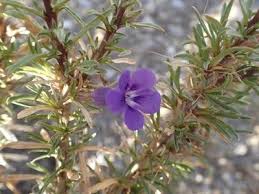 Image result for Aptosimum