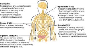 The central nervous system (sometimes referred to by its initials cns) which consists of the nervous. Nervous System Mepedia
