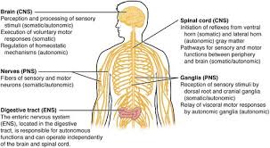 Download this peripheral nervous system medical vector illustration diagram with full body nerve scheme vector. Nervous System Mepedia