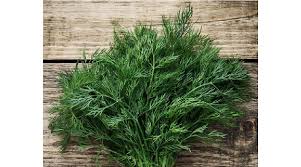 Image result for Anethum graveolens