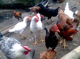 Ayam sekali bertelur berapa butir. Cara Ternak Ayam Kampung Lengkap