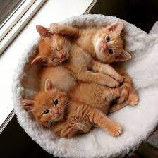 Cute Pet Animals Images Download Gatinhos Fofos Filhotes De Gatos Animais Bebes