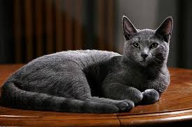 Keine (tabby am schwanz wird akzeptiert). Russisch Blau Katze Alle Infos Zur Rasse Die Tierexperten