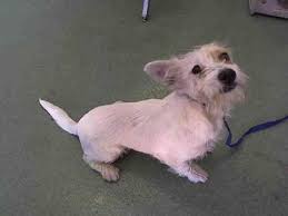West Highland White Terrier Puppies For Sale In Riverside California Classified Americanlisted Com