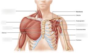 Anatomy human torso upper illustrations & vectors. Lab 5 Muscles Of The Torso Upper Torso Anterior View Diagram Quizlet