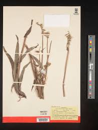 Image result for Sonchus schweinfurthii