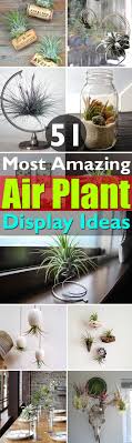 تشجير الحدائق landscaping of gardens planting gardens aménagement paysager de jardins plantation how to clean and trim your tillandsia 100 most amazing diy air plant display ideas | diy garden composición con tillandsias o claveles del. 51 Most Amazing Air Plant Display Ideas Balcony Garden Web