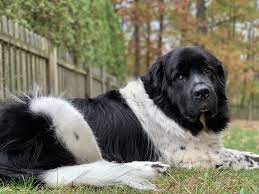 Newfoundlands were originally bred to be working dogs for canadian fishermen. Challenges I Faced With My First Rescue Newfie My Brown Newfies