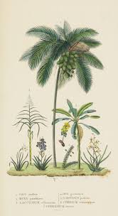 Design Is Fine History Is Mine Botanical Drawings Botanical Illustration Botanical Art