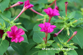 Image result for Mirabilis jalapa