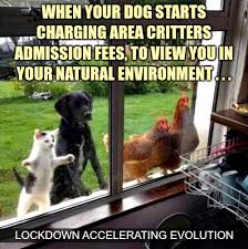 Especially cats and dogs are counted as well, there are some smart people out there having perfect sense of humor. Lockdown Accelerating Evolution Album On Imgur