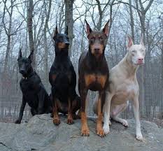 Top 10 Most Dangerous Dog Breeds In The World Albino Animals Doberman Dogs Dogs