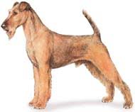 Irish Terrier Puppies For Sale Long Island Puppies