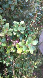 Image result for Myrsine africana