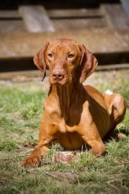 Image result for maďarský krátkosrstý ohař