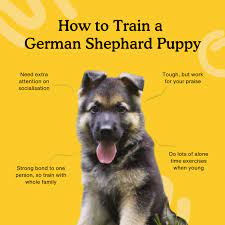 8 Week Guide On Training A German Shephard Puppy Zigzag Puppy Training App