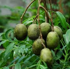Ambarella Arbre