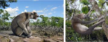 Image result for Nesogenes madagascariensis