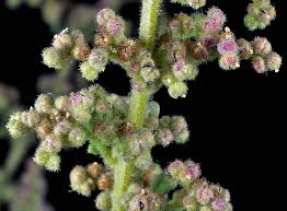 Image result for Dysphania schraderiana