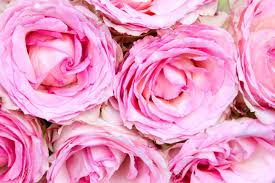 A comprehensive index includes plant names in both botanical latin and common english forms. Background Of Light Pink Roses Tea Rose Variety Flowers Flowers Stock Photo Picture And Royalty Free Image Image 138267746