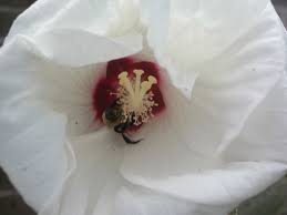 Image result for Hibiscus physaloides