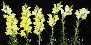 Temperature Ethylene And The Postharvest Performance Of Cut Snapdragons Antirrhinum Majus Sciencedirect