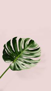 Decorate your home interiors with oak, white or black framed artwork delivered to your door, shop online today with afterpay. Banana Leaf Wallpaper Iphone Nosirix