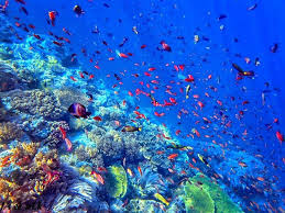 18+ contoh mewarnai gambar pemandangan alam. Pesona Bawah Laut Labuan Bajo Yuk Selami Paket Wisata Labuan Bajo Tour