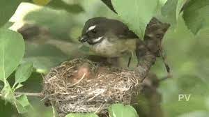 Nz Bird Gifs Fantail Feeding Time Nz Bird Bird Feeding Time