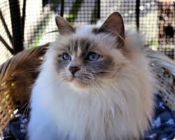 Epingle Par Jean Pierre Catelain Sur Chat Chat Sacre De Birmanie Sacre De Birmanie Photo Chat