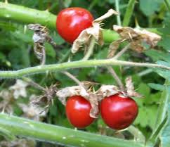 Image result for Solanum sisymbriifolium
