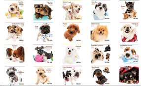 The Dog 2021 Calendars Are Now Available The Dog Official Brand Site