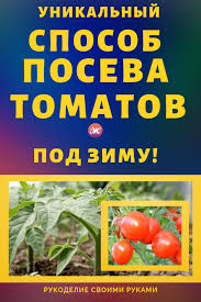 когда сеять помидоры на рассаду по лунному календарю 2019 Samaya Bolshaya Problema Dlya Ovoshevodov Eto Rassada Te Zhe Pomidory Tomaty Seyut Na Rassadu V Konce Marta Den V Pervom Mesyace Vesny Eshe Ko Ogorod Ovoshn