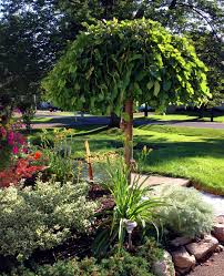 The Appeal Of The Weeping Mulberry View From The Front Porch Trees For Front Yard Front Yard Landscaping Evergreen Landscape Front Yard