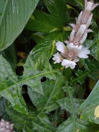 Image result for Acanthus montanus