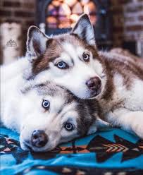 Berat Karaman Adli Kullanicinin Aslhy Panosundaki Pin 2020 Sibirya Husky Alaska Husky Husky