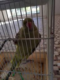 Bird Aviary For Sale Nsw Found African Ringneck Parakeet Gorokan New South Wales Nsw Australia F38551 Parakeet Parrot Find Pets