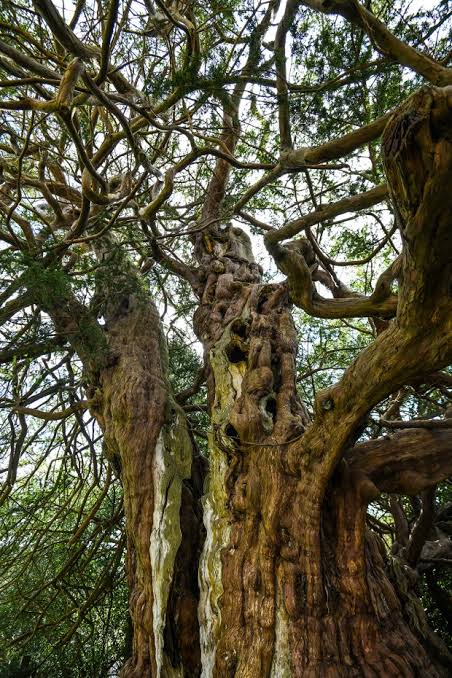 The 'Tree of Death' haunts many a cemetery
