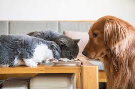 This means hiding the cat's bowl as well as the bags of food. How To Keep Your Dog From Eating Cat Food Avoderm