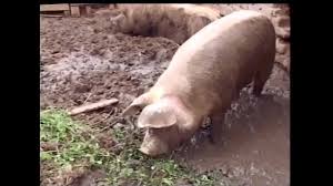 Very fat mature whore gets fucked at the pig place - XNXX.COM
