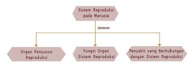 A.penyakit pada sistem reproduksi manusia 1. Bab 2 Sistem Reproduksi Manusia United Science