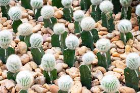 Put the cactus in a warm, sunny place. 572 Best Notocactus Images Stock Photos Vectors Adobe Stock