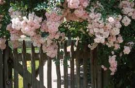How To Grow Roses On A Fence New Dawn Climbing Rose Climbing Roses Climbing Roses Trellis