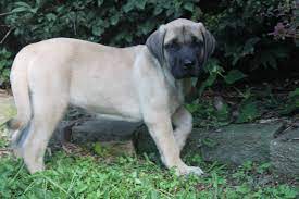 This Is A 8 Week Old English Mastiff For Sale At Http Www Network34 Com Dogsbreed English Ma Mastiff Puppies English Mastiff Puppies English Mastiff For Sale