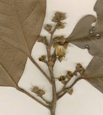 Image result for Peraceae