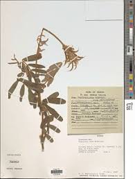 Image result for Tephrosia nana